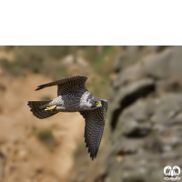 خانواده شاهینیان Falconidae